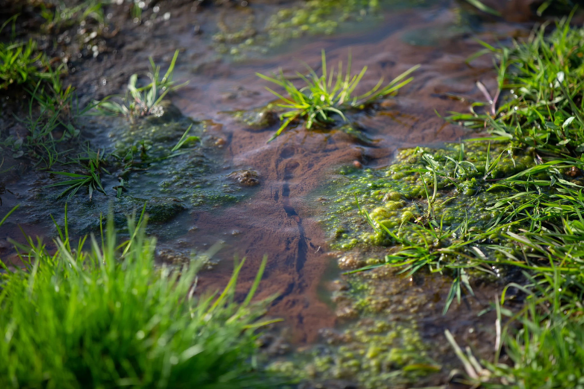 Aken Forest | Aken Forest I | 17.4.18 | Aachener Wald