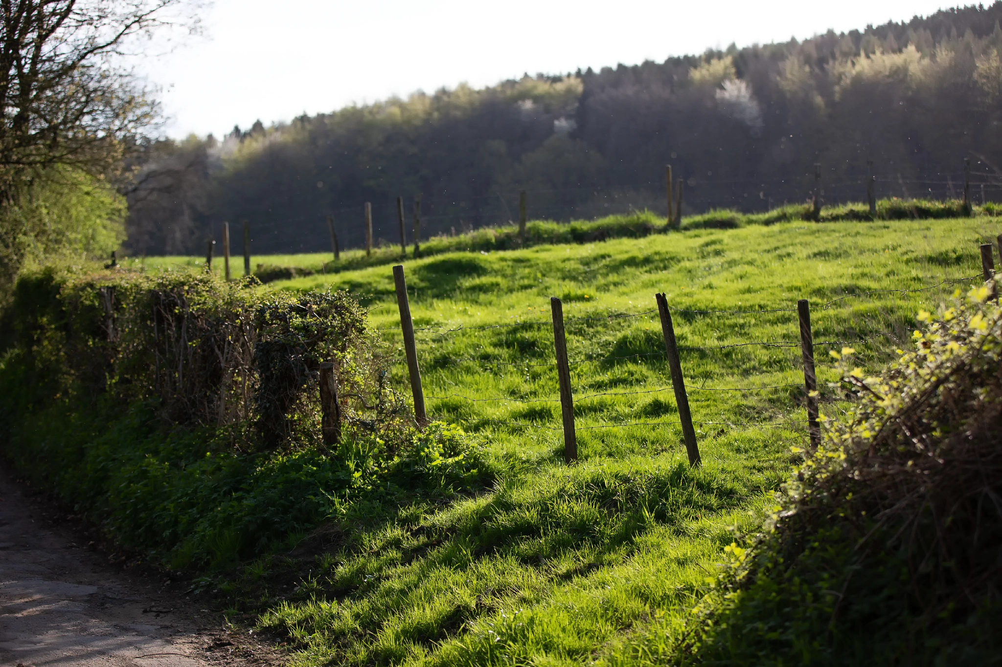 Aken Forest | Aken Forest I | 17.4.18 | Aachener Wald