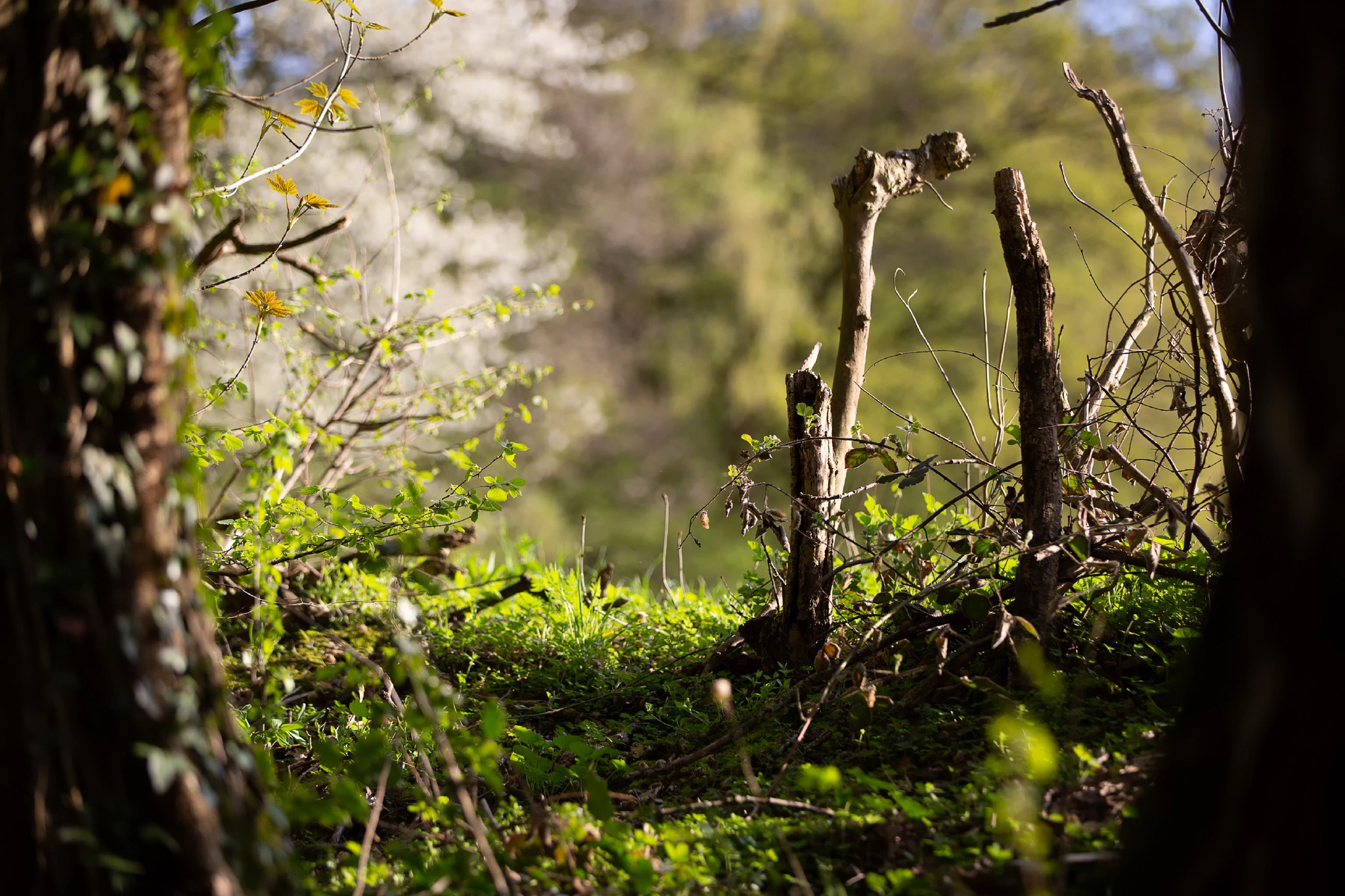 Aken Forest | Aken Forest I | 17.4.18 | Aachener Wald