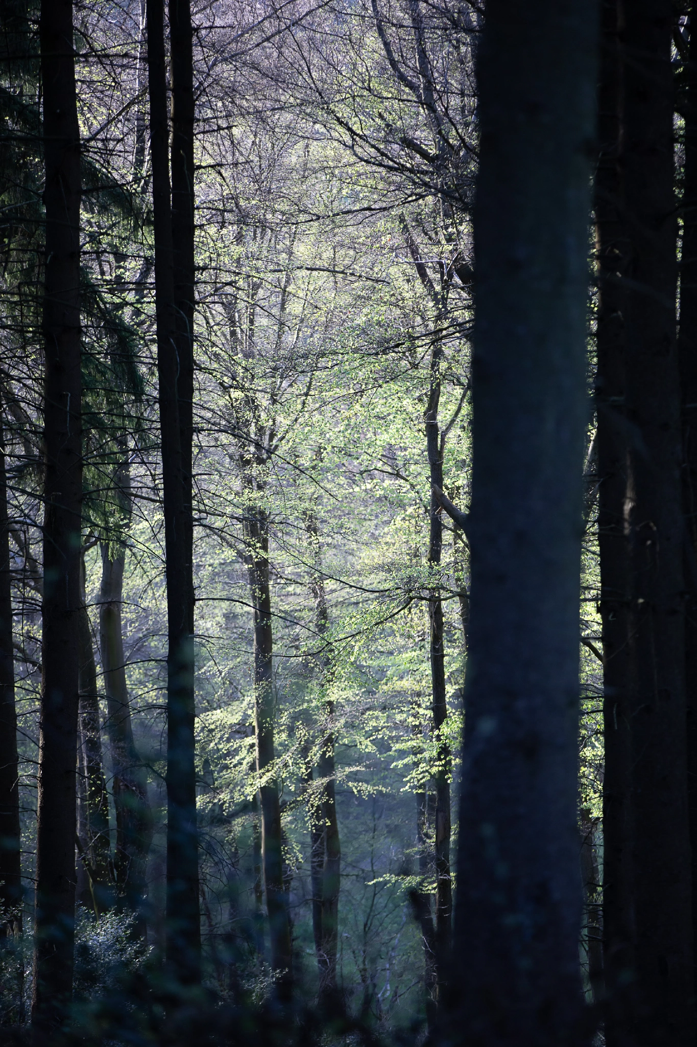 Aken Forest | Aken Forest I | 17.4.18 | Aachener Wald