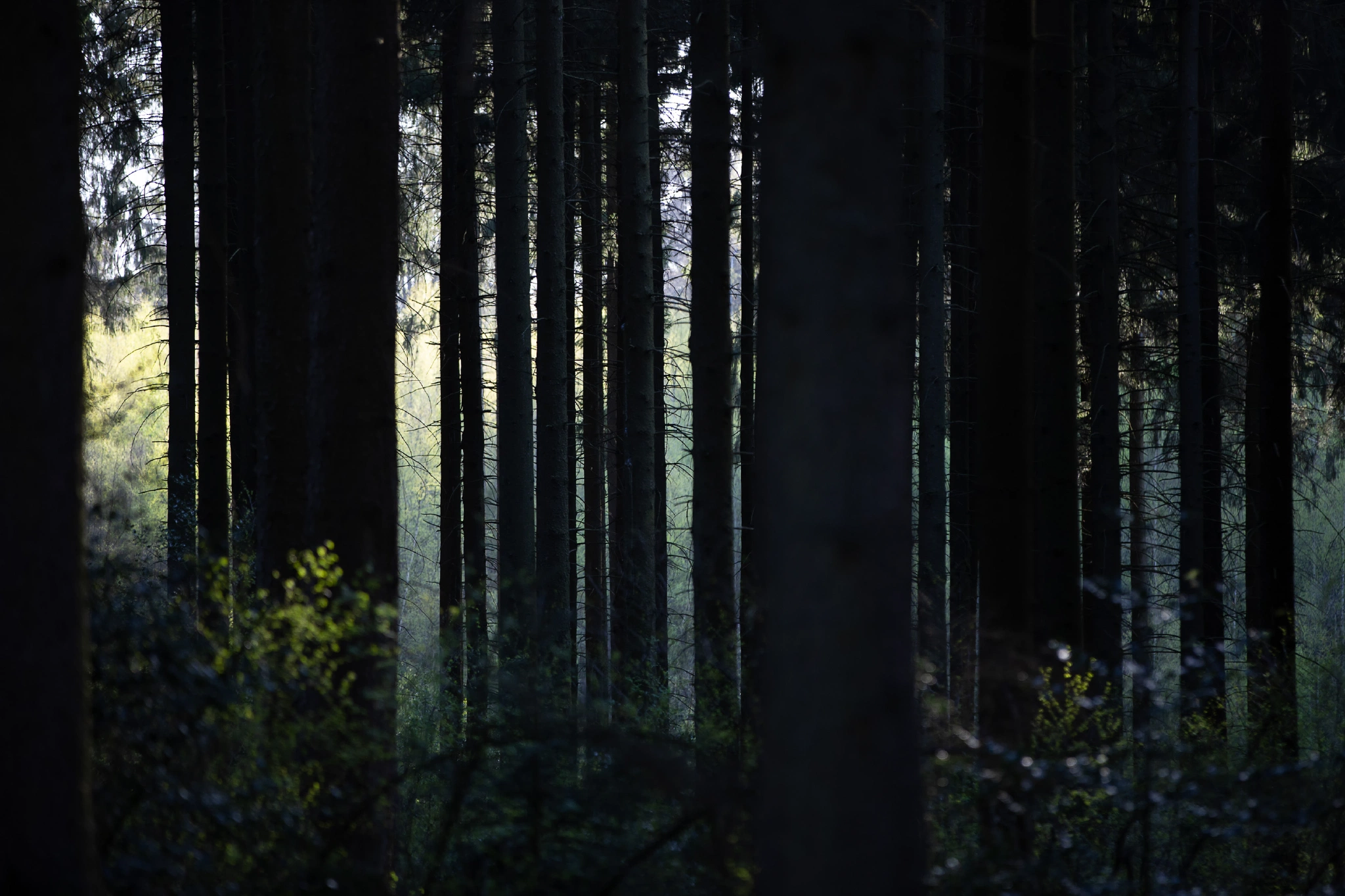 Aken Forest