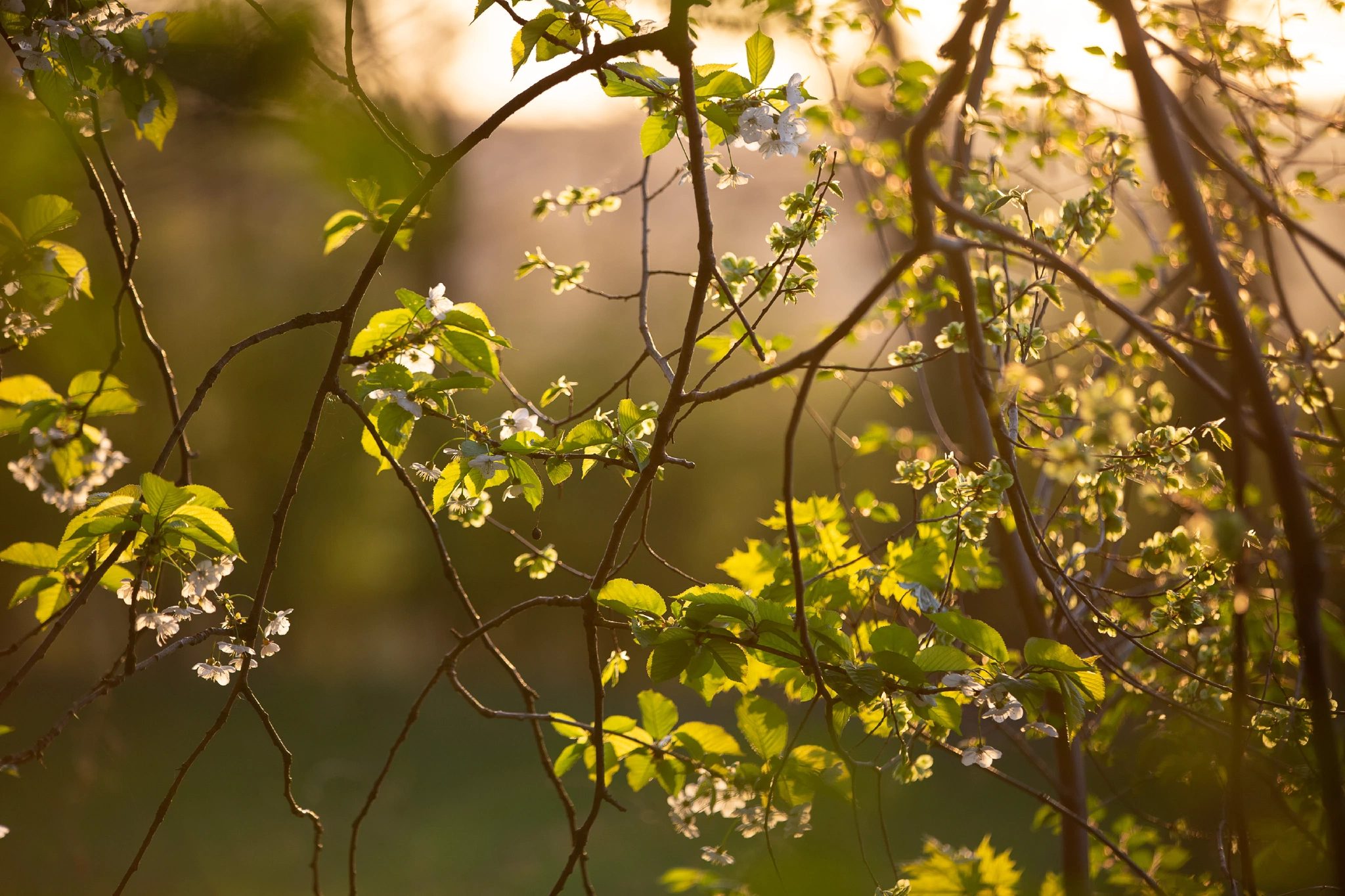 Aken Forest | Aken Forest I | 17.4.18 | Aachener Wald