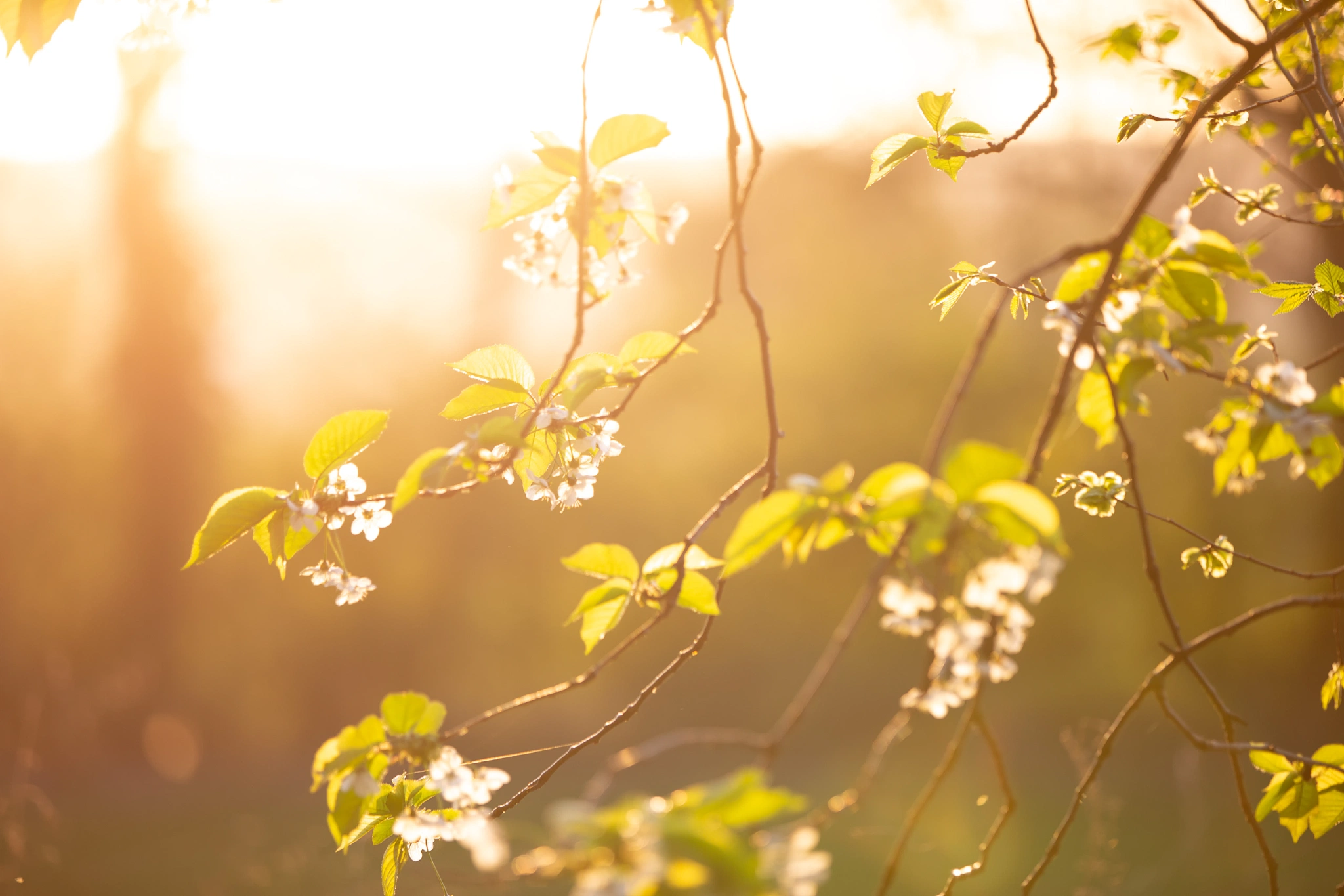 Aken Forest | Aken Forest I | 17.4.18 | Aachener Wald