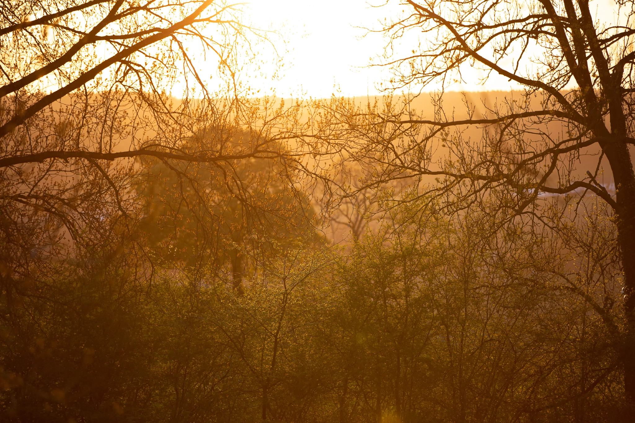 Aken Forest | Aken Forest I | 17.4.18 | Aachener Wald